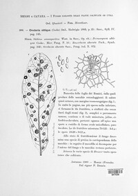 Ramularia obliqua image